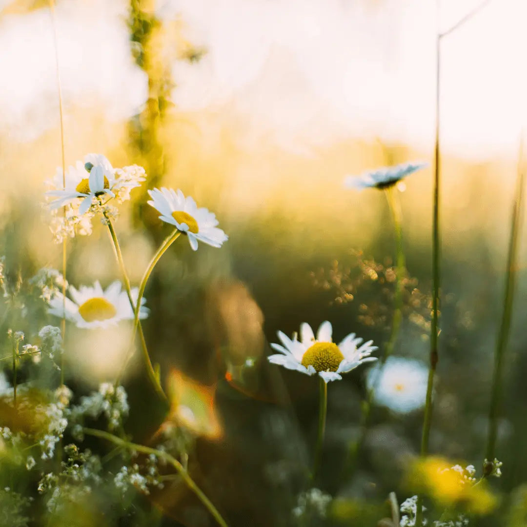 vivatrue - unsere Bestseller aus den Bereichen Naturkosmetik, Gesundheit & Wellness