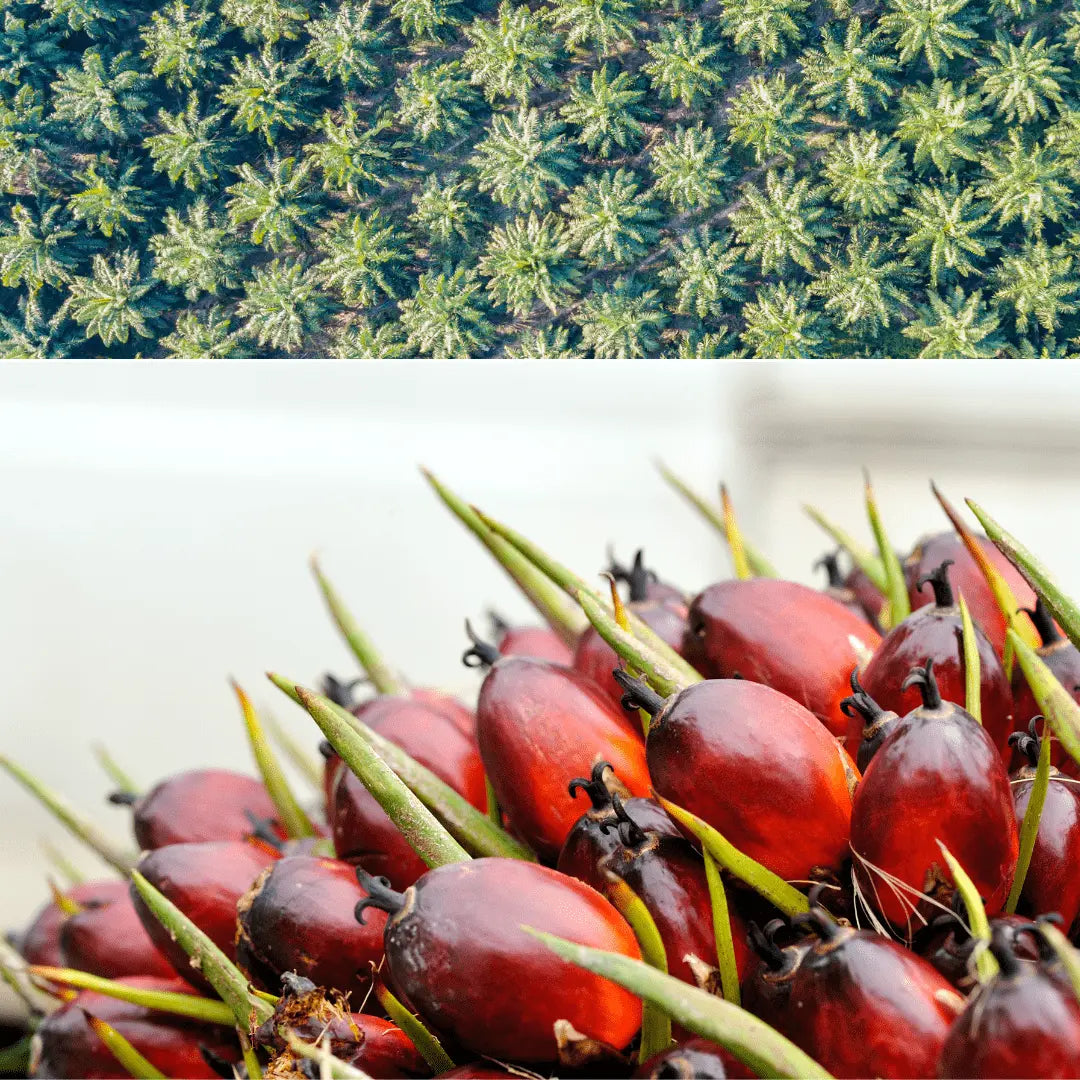 LAPAHDU Naturkosmetik und die Verwendung von RSPO zertifiziertem Bio Palmöl