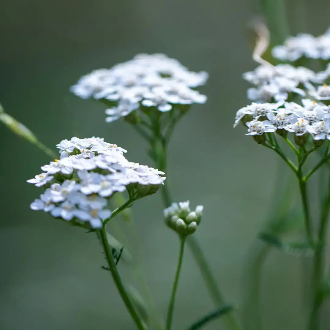 Schafgarbe als Inhaltsstoff bei Regelschmerzen. Enthalten in Hautöl Rote Welle.