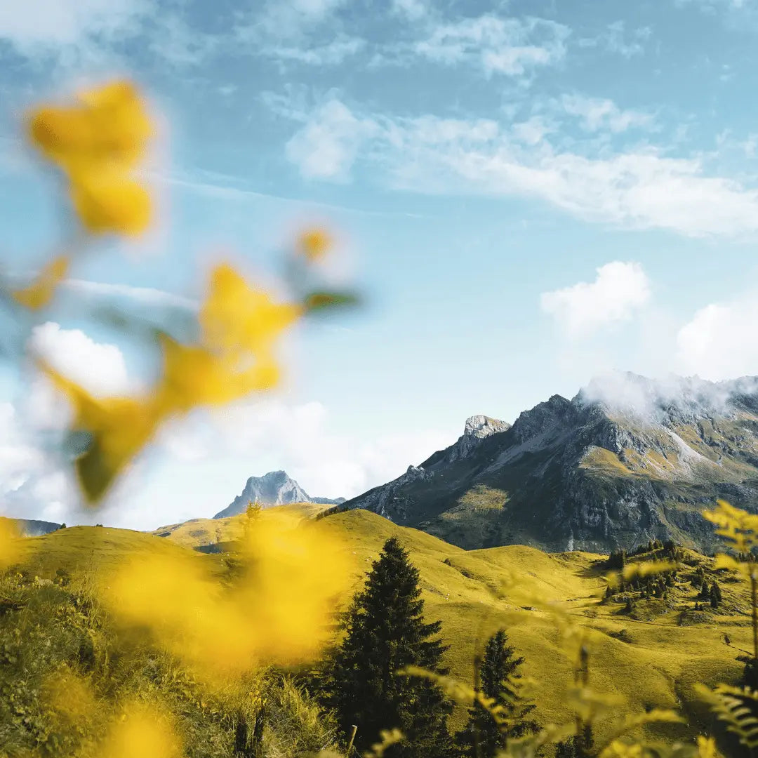 LAPAHDU Naturkosmetik: Bio Flüssigseife und Duschgel zur Körperpflege mit Bio Alpenkräutern